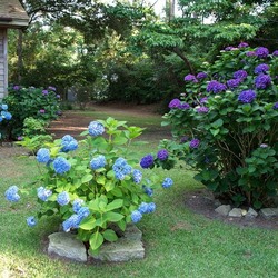 Пазл: Цветы у дома