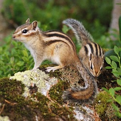 Пазл: Бурундуки