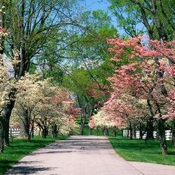 Пазл: Весеннее цветение