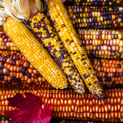 Пазл: Кукуруза
