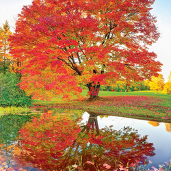 Пазл: Осенние отражения