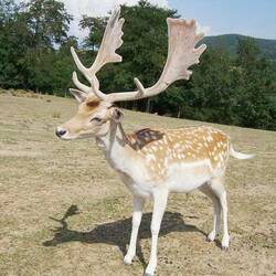 Пазл: Самец лани европейской