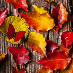Пазл: Осенние листья и красная бабочка