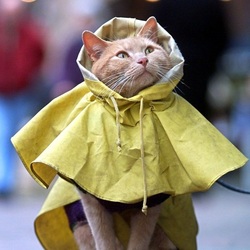 Пазл: Дождик мне не страшен