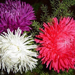 Пазл: Астры 