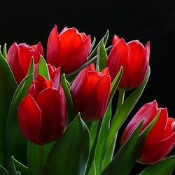 Пазл: Красное на черном