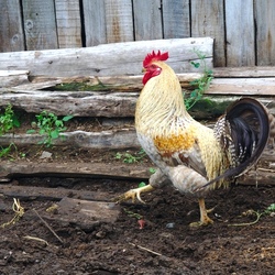 Пазл: Петух