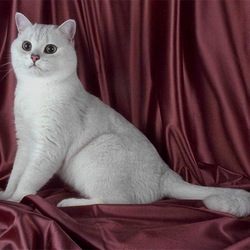 Пазл: Кошка породы Бурмилла