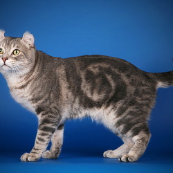 Пазл: Кошка породы Американский кёрл