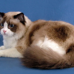 Пазл: Кошка породы Рэгдолл