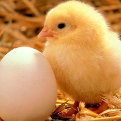 Пазл: Цыпленок