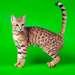 Пазл: Кошка породы Серенгети