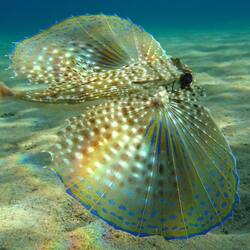 Пазл: Красота под водой