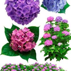 Пазл: Гортензии