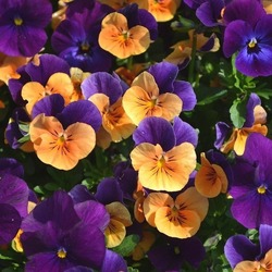 Пазл: Анютины глазки