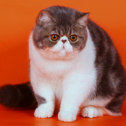 Пазл: Экзотическая короткошерстная