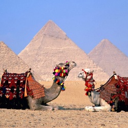 Пазл: Два верблюда