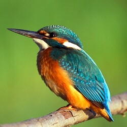 Пазл: Зимородок