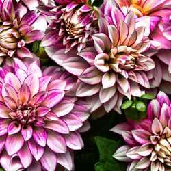 Пазл: Георгины