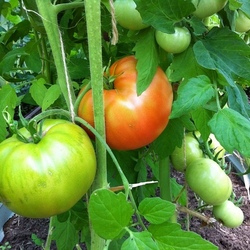 Пазл: В огороде