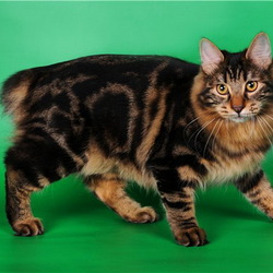 Пазл: Кошка породы Курильский Бобтейл