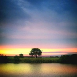 Пазл: Дерево у реки