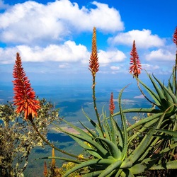 Пазл: Цветы над пропастью