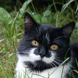 Пазл: Котик