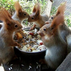 Пазл: Девичник