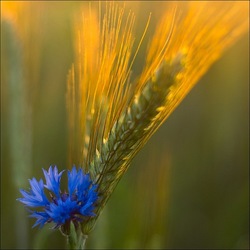 Пазл: Гармония