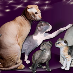 Пазл: Кошки породы Украинский левкой