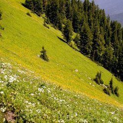 Пазл: Там, где растут эдельвейсы