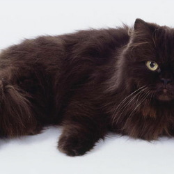 Пазл: Кошка породы Шоколадный Йорк