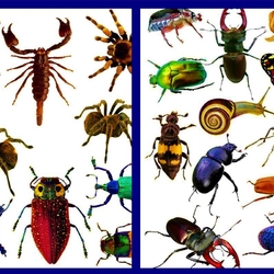 Пазл: Жучки