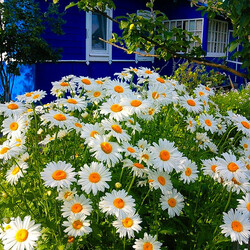 Пазл: Ромашки у дома