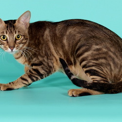 Пазл: Кошка породы Сококе (Соукок)