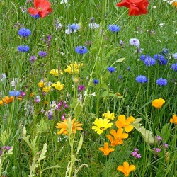 Пазл: Разноцветие