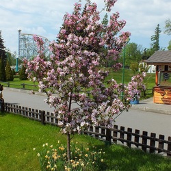 Пазл: Цветущее дерево