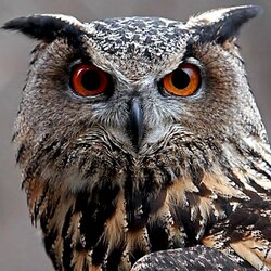 Пазл: Пристальный взгляд