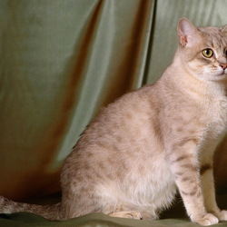 Пазл: Австралийская Мист 