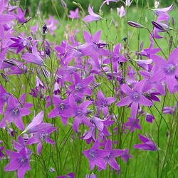 Пазл: Колокольчики