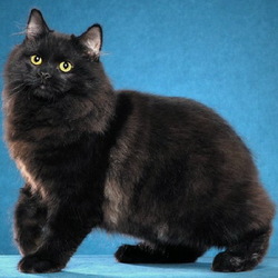 Пазл: Кошка породы Кимрик