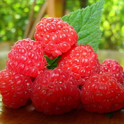 Пазл: Малина 