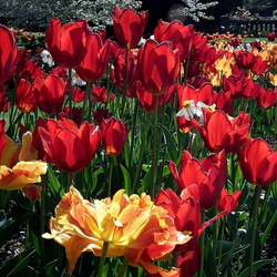 Пазл: Цветы в саду Боднант