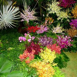 Пазл: Цветочный салют