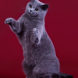 Пазл: Британская короткошерстная