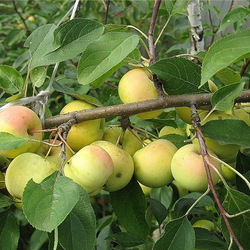 Пазл: Яблоки