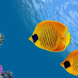 Пазл: Рыбки