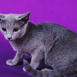 Пазл: Кошка породы Русская голубая