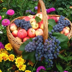 Пазл: Дары лета